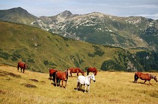 23. Alpy Rodniaskie z Pietrosulem. Fot. Dariusz Hop.jpg