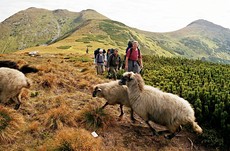 24. Na grani Alp Rodniaskich. Fot. Dariusz Hop.jpg